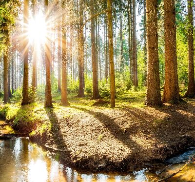 Store occultant fenêtre le soleil qui brille à travers les arbres