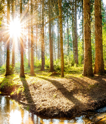 Store occultant fenêtre le soleil qui brille à travers les arbres