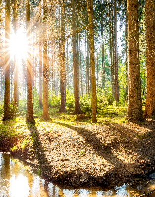 Store occultant fenêtre le soleil qui brille à travers les arbres
