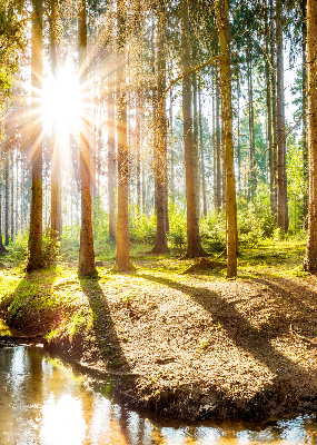 Store occultant fenêtre le soleil qui brille à travers les arbres