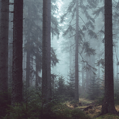 Store fenêtre intérieur la forêt la nuit