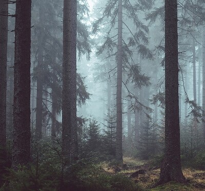 Store fenêtre intérieur la forêt la nuit
