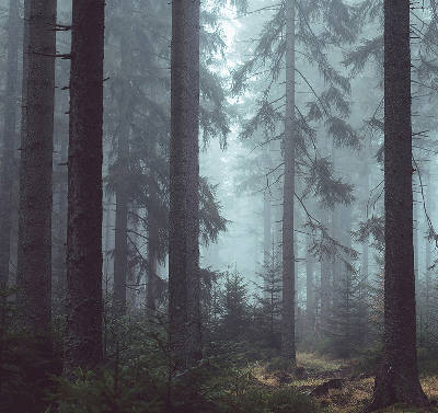 Store fenêtre intérieur la forêt la nuit