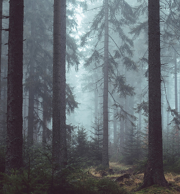 Store fenêtre intérieur la forêt la nuit