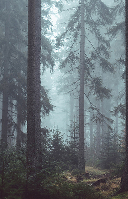 Store fenêtre intérieur la forêt la nuit
