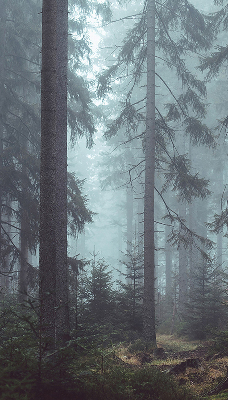 Store fenêtre intérieur la forêt la nuit