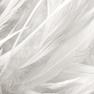 Store occultant fenêtre plumes