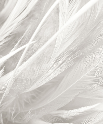 Store occultant fenêtre plumes