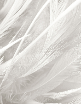 Store occultant fenêtre plumes