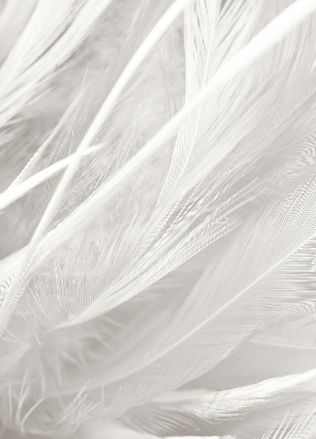 Store occultant fenêtre plumes