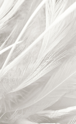 Store occultant fenêtre plumes