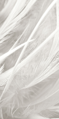 Store occultant fenêtre plumes