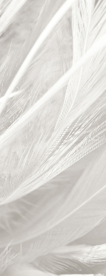 Store occultant fenêtre plumes
