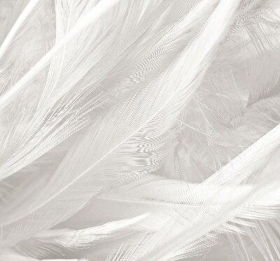 Store occultant fenêtre plumes
