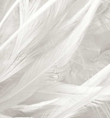 Store occultant fenêtre plumes