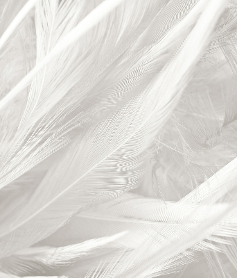 Store occultant fenêtre plumes