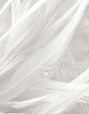 Store occultant fenêtre plumes