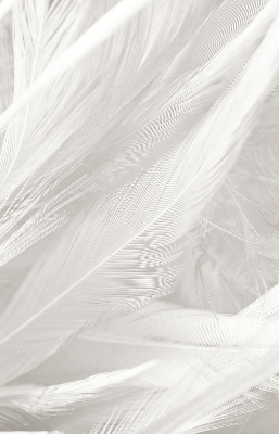 Store occultant fenêtre plumes