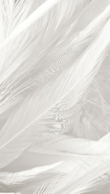Store occultant fenêtre plumes