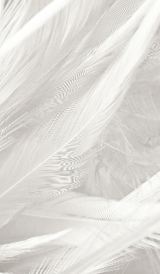 Store occultant fenêtre plumes