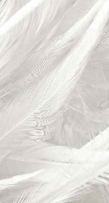 Store occultant fenêtre plumes