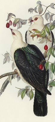 Store fenêtre intérieur avec oiseaux sur une branche