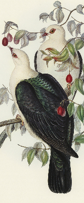 Store fenêtre intérieur avec oiseaux sur une branche