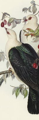 Store fenêtre intérieur avec oiseaux sur une branche