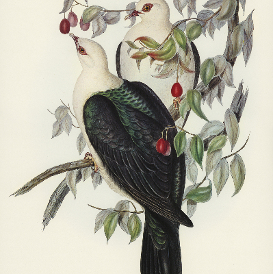 Store fenêtre intérieur avec oiseaux sur une branche