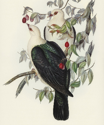 Store fenêtre intérieur avec oiseaux sur une branche