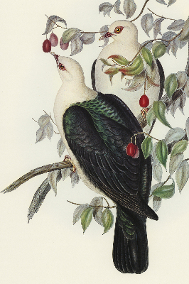 Store fenêtre intérieur avec oiseaux sur une branche