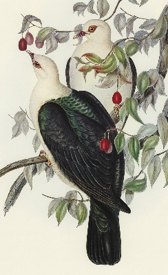 Store fenêtre intérieur avec oiseaux sur une branche