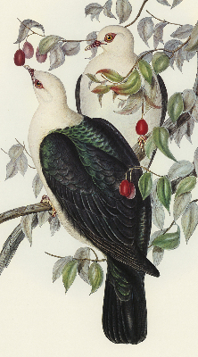Store fenêtre intérieur avec oiseaux sur une branche