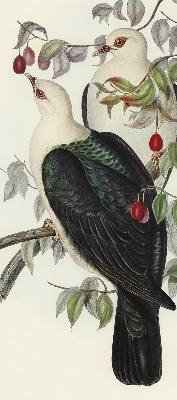 Store fenêtre intérieur avec oiseaux sur une branche