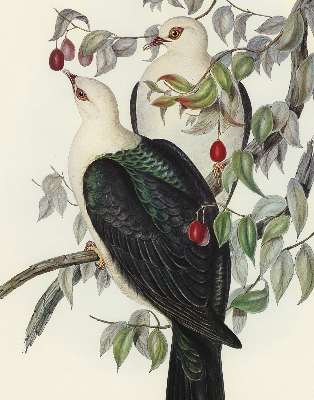 Store fenêtre intérieur avec oiseaux sur une branche