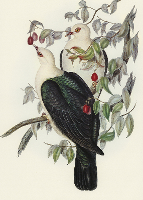 Store fenêtre intérieur avec oiseaux sur une branche