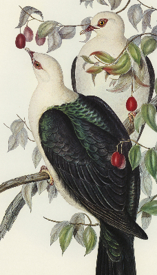 Store fenêtre intérieur avec oiseaux sur une branche