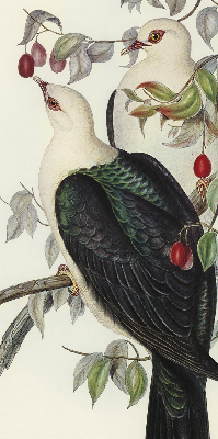 Store fenêtre intérieur avec oiseaux sur une branche