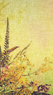 Store fenêtre intérieur plantes