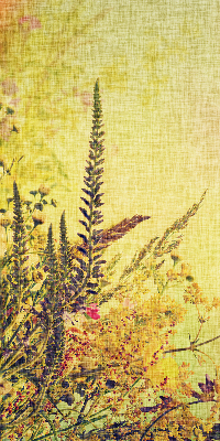Store fenêtre intérieur plantes