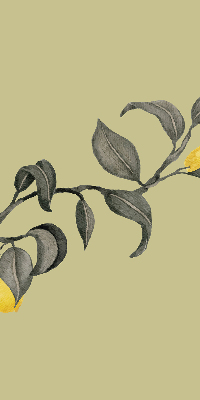 Store enrouleur occultant avec motif de citrons sur l'arbre