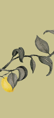 Store enrouleur occultant avec motif de citrons sur l'arbre