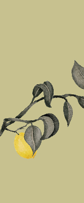 Store enrouleur occultant avec motif de citrons sur l'arbre