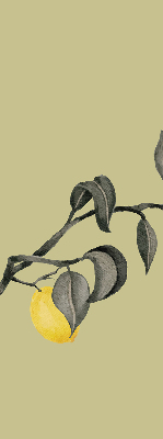 Store enrouleur occultant avec motif de citrons sur l'arbre