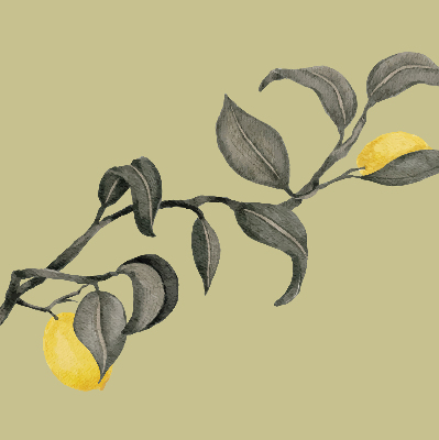 Store enrouleur occultant avec motif de citrons sur l'arbre