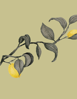 Store enrouleur occultant avec motif de citrons sur l'arbre