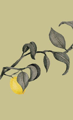 Store enrouleur occultant avec motif de citrons sur l'arbre