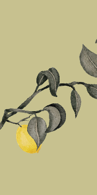 Store enrouleur occultant avec motif de citrons sur l'arbre