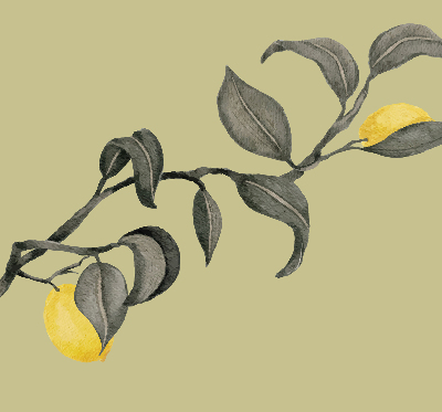 Store enrouleur occultant avec motif de citrons sur l'arbre