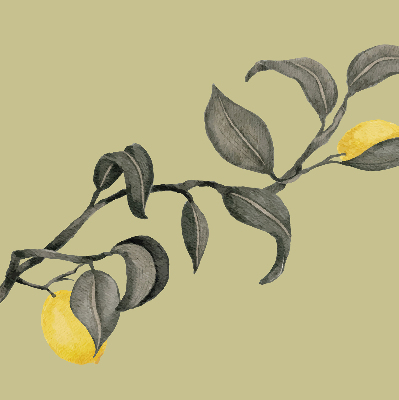 Store enrouleur occultant avec motif de citrons sur l'arbre